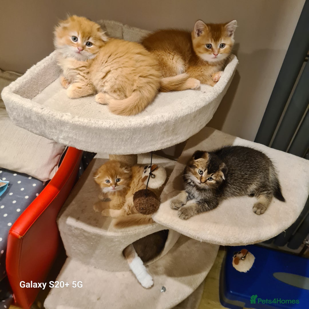 Scottish Fold cats for sale: Scottish fold/straight looking for home  - Image 23