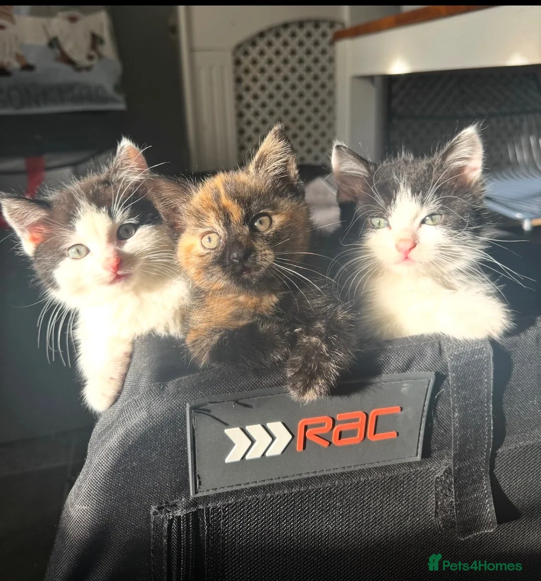 Mixed Breed cats for sale: Gorgeous twins needing a forever home  - Advert 7
