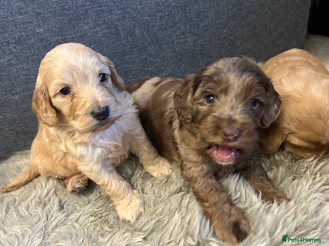 Cockapoo dogs for sale: 5 adorable cockapoo puppies  - Advert 22
