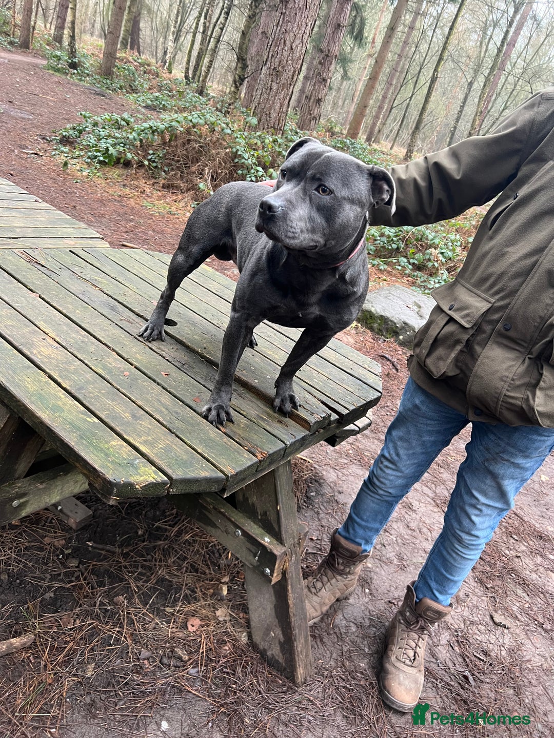 Staffordshire Bull Terrier dogs for stud: Blue staffy stud - Image 3