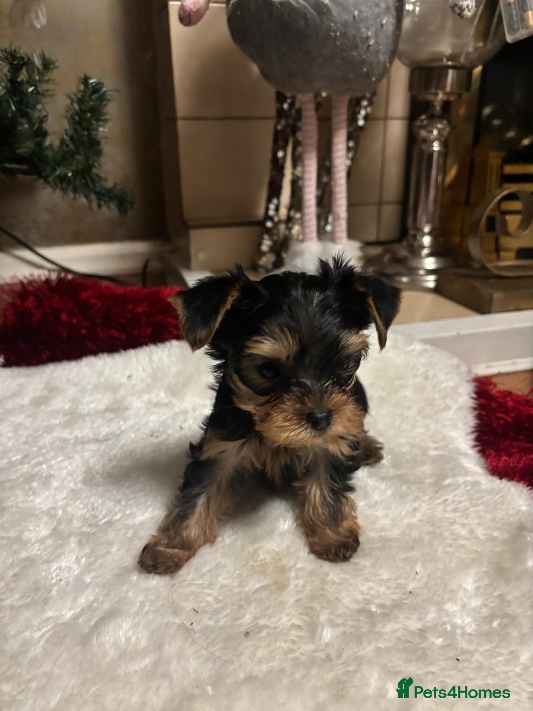Yorkshire Terrier dogs for sale: ✨Four Adorable Yorkshire Terrier Puppies For Sale✨ - Advert 8