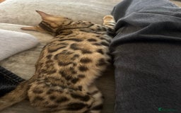 Bengal cats for sale: Bengal kitten♥️ - Image 2