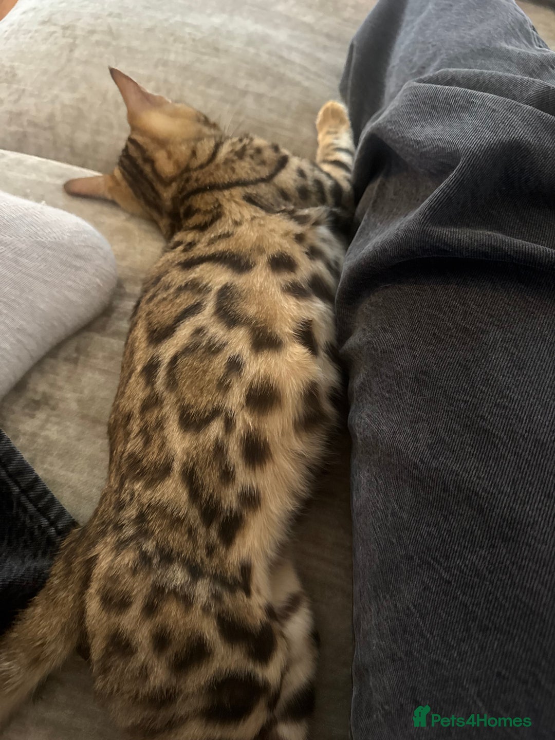 Bengal cats for sale: Bengal kitten♥️ - Image 2