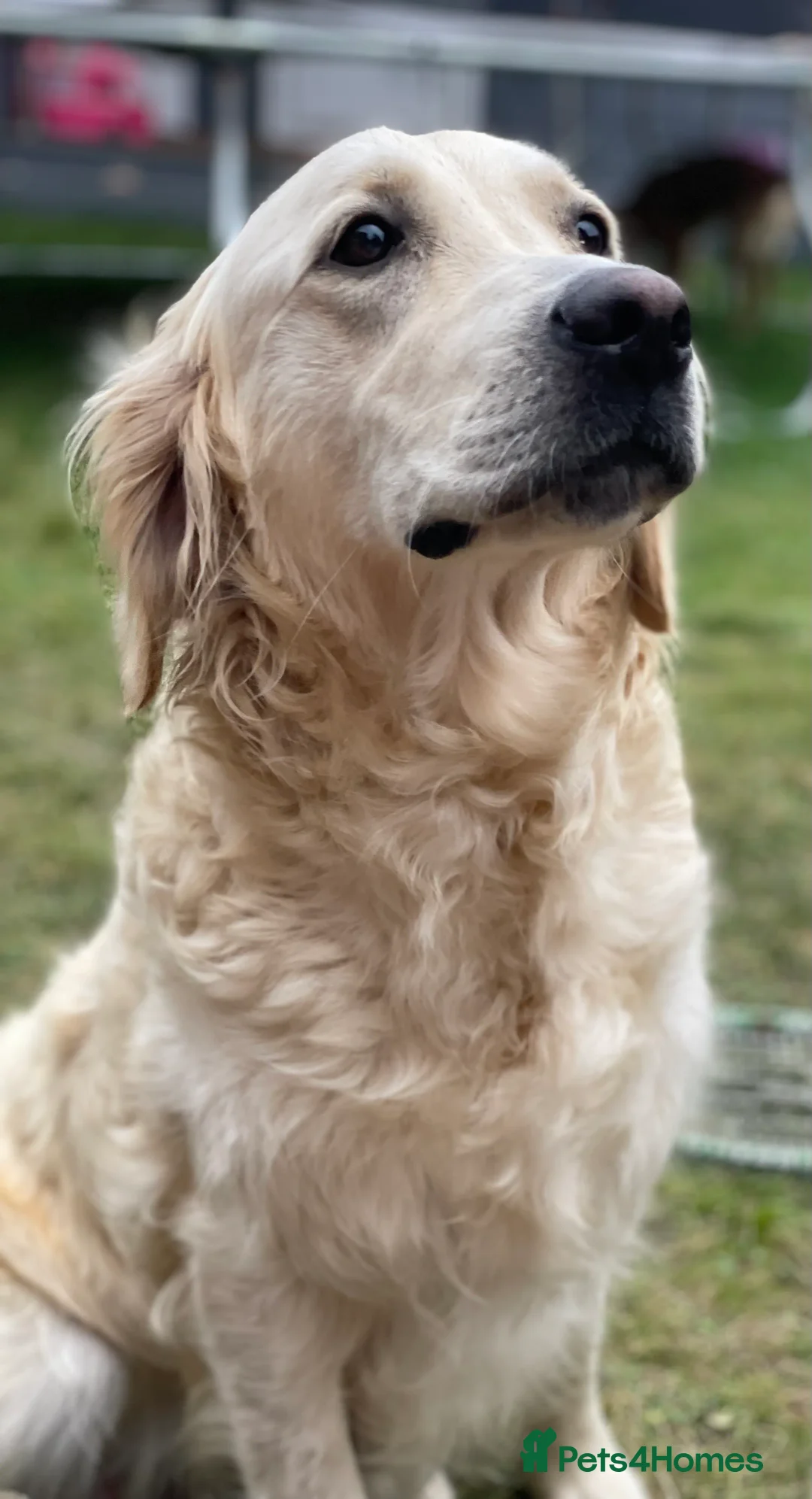 Golden Retriever dogs for sale: Wonderful well-socialised girl, health checked - Advert 1