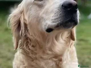 Golden Retriever dogs Wonderful well-socialised girl, health checked - Advert 17
