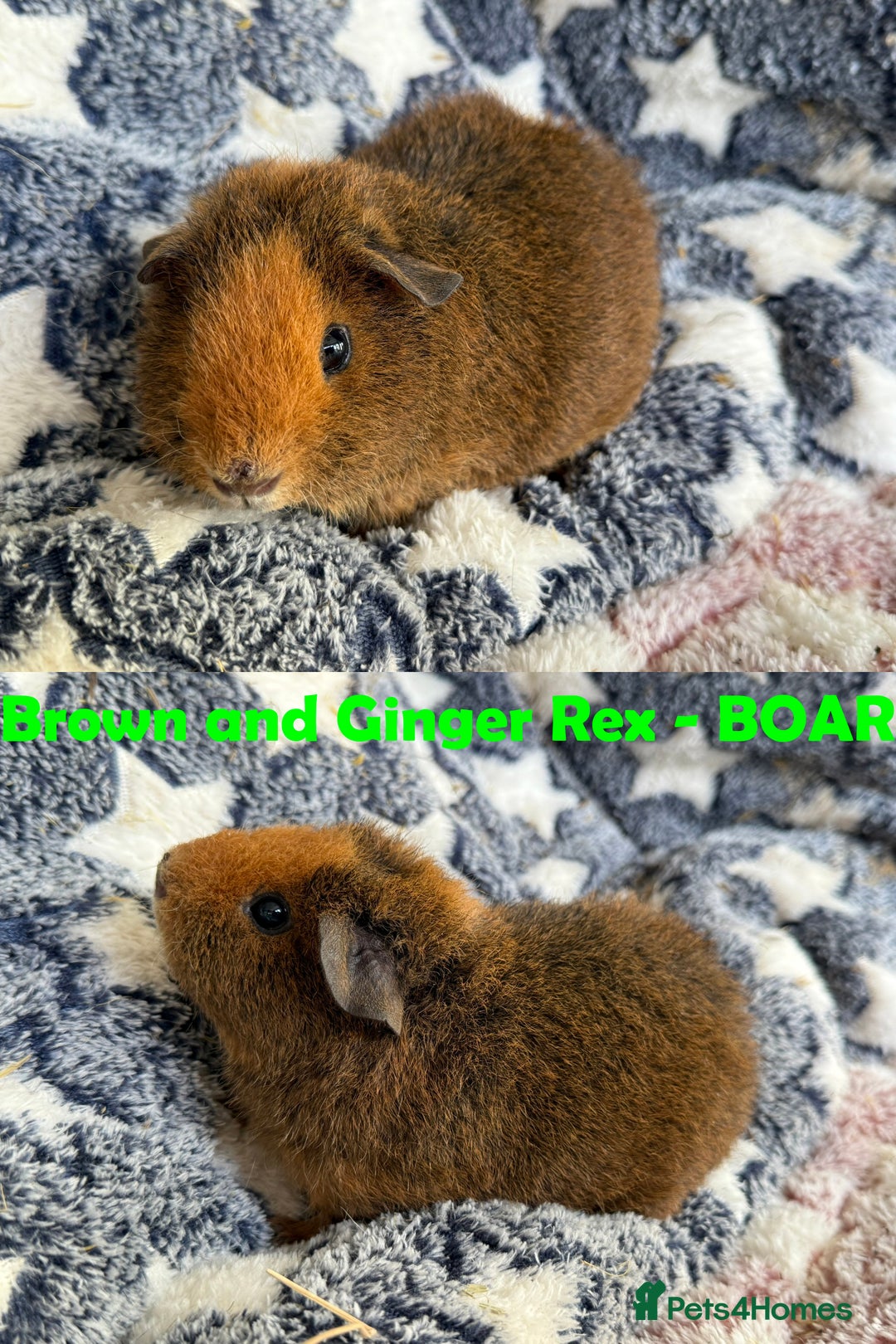 Guinea Pig rodents for sale: BOAR and SOW Abyssinian and Rex baby Guinea Pigs - Advert 5