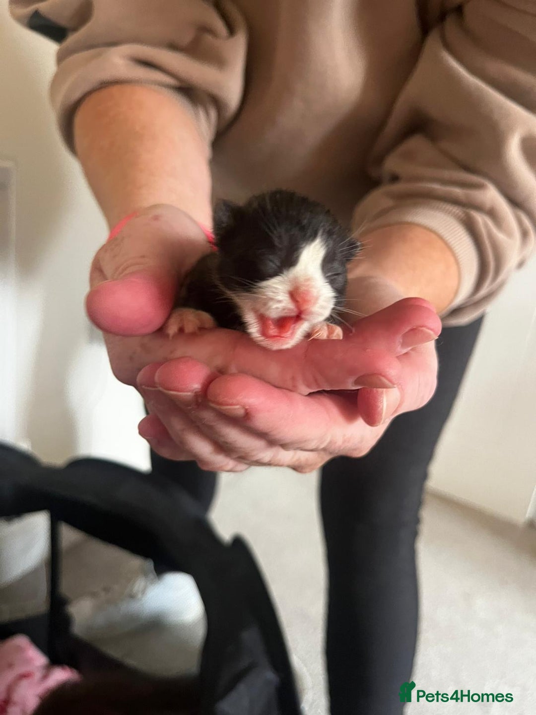 British Longhair cats for sale: 💕 Beautiful litter of BLH Kittens 💕 - Image 3