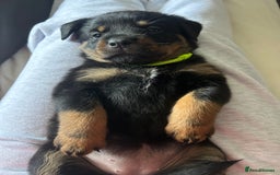 Rottweiler dogs for sale: Beautiful Rottweiler pups  - Image 29