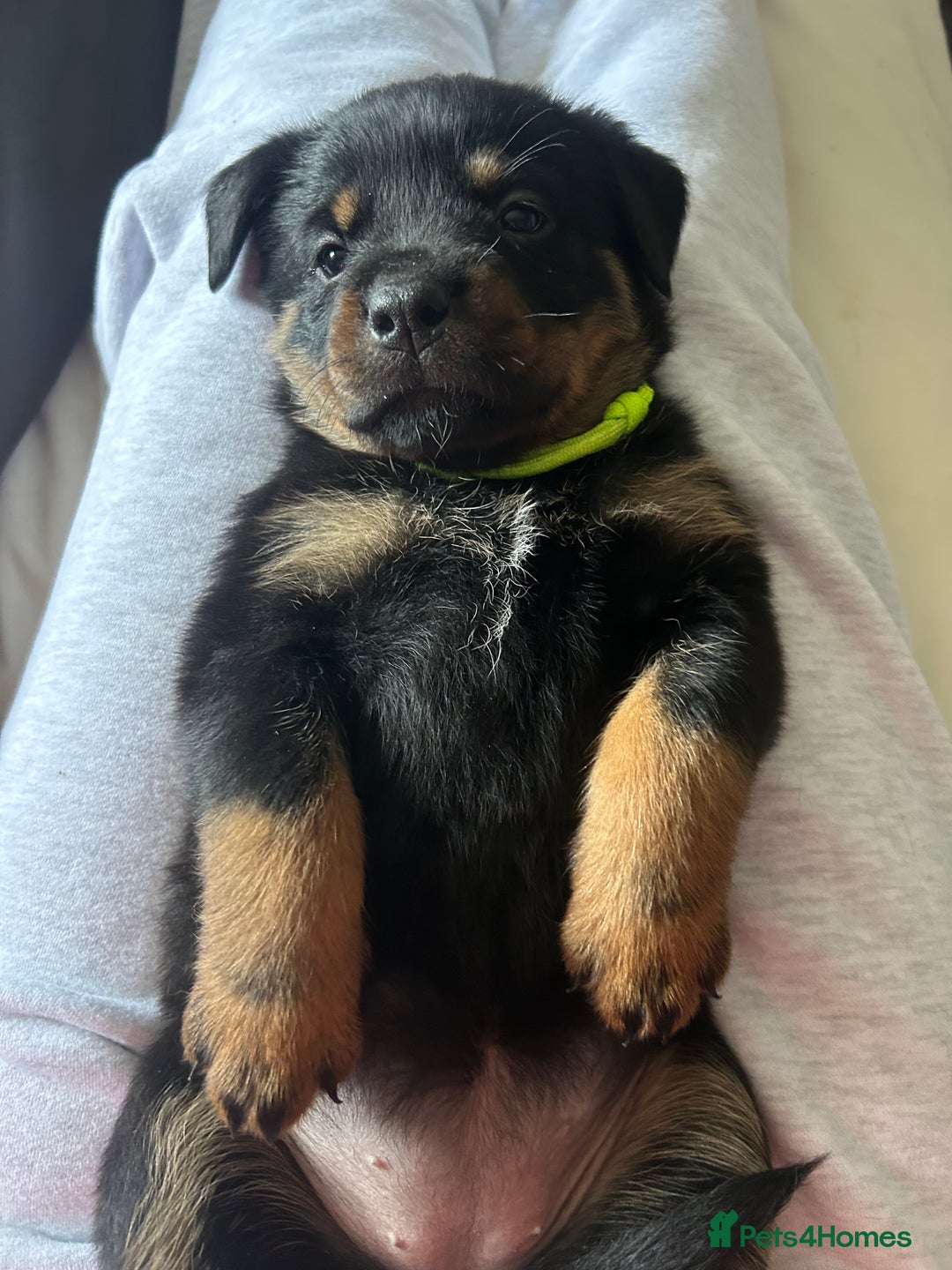 Rottweiler dogs for sale: Beautiful Rottweiler pups  - Image 29