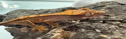 Mixed Breed reptiles for sale: various geckos! - Advert 28
