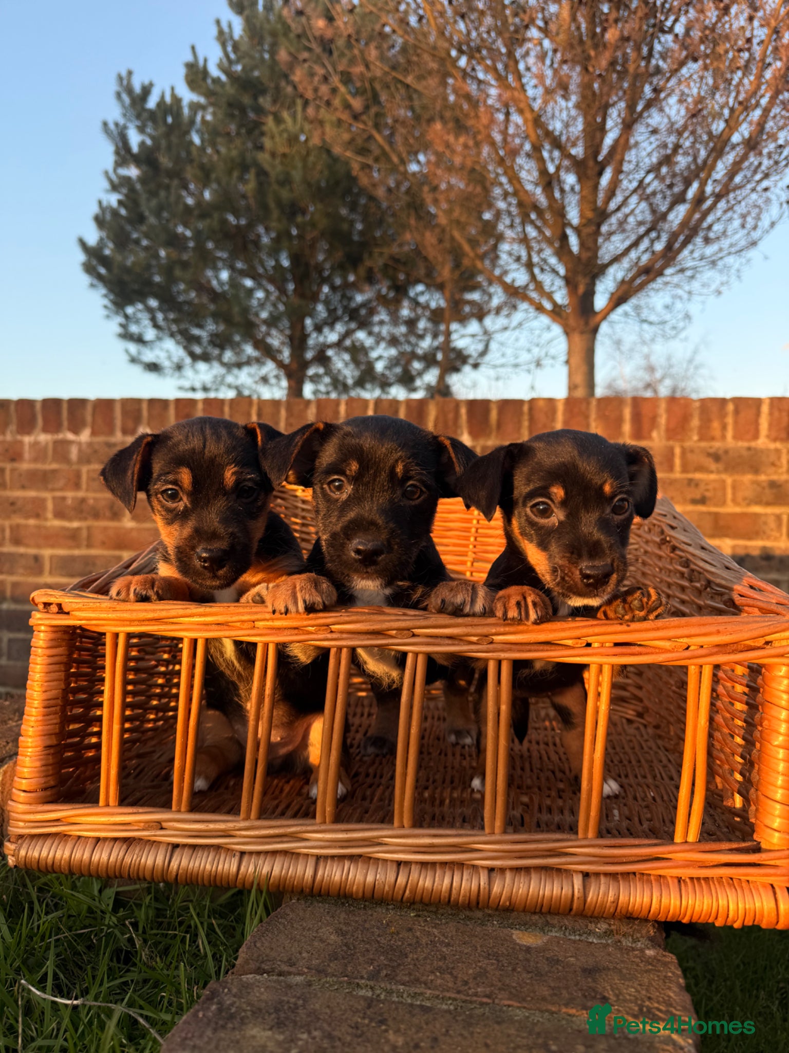 Jack Russell dogs wenlock jackrussel puppies  - Advert 1