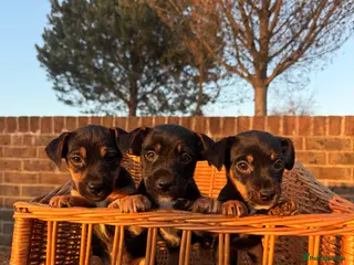 Jack Russell dogs wenlock jackrussel puppies - Advert 1