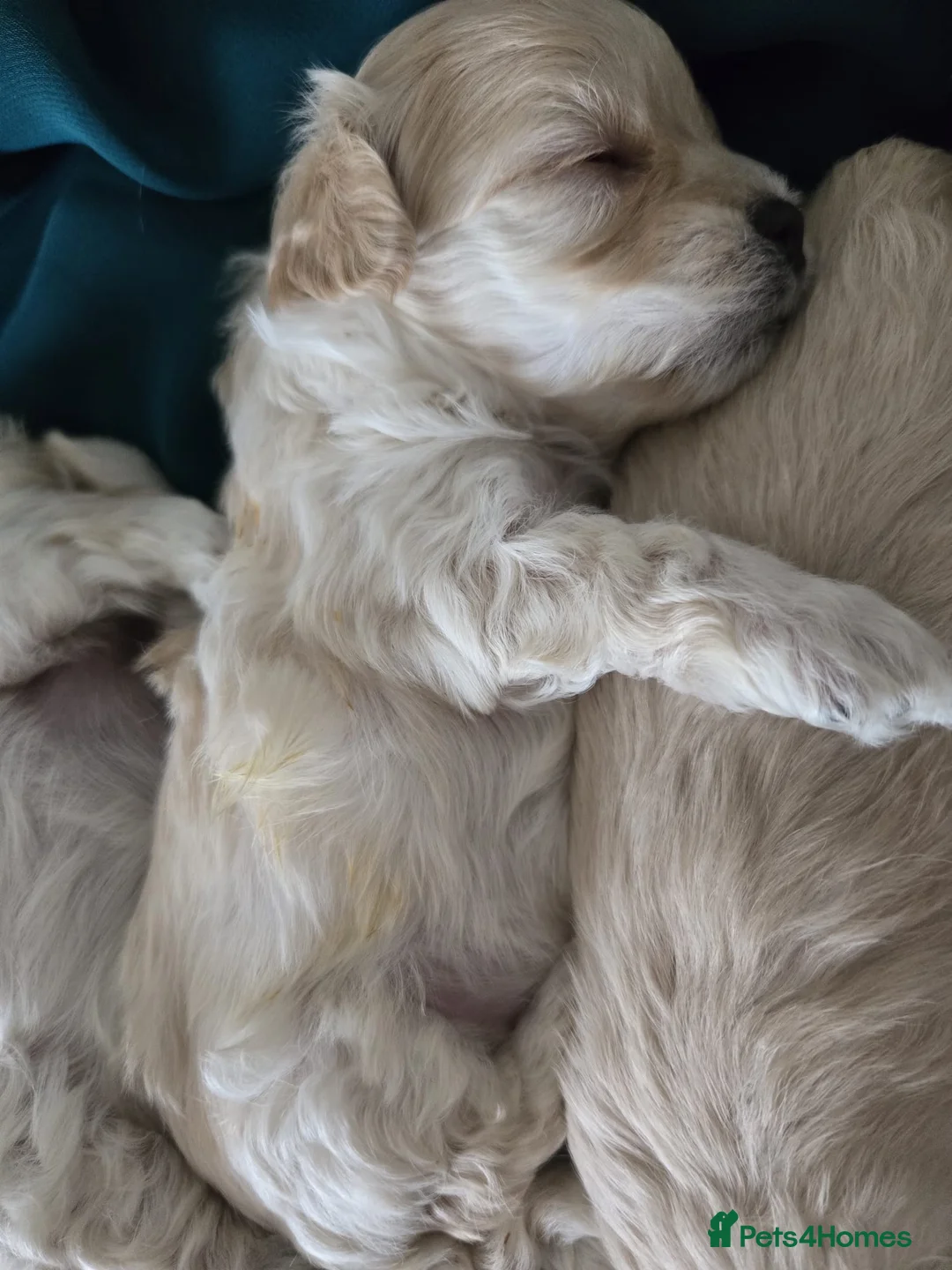 Maltipoo dogs for sale: F1🎀Maltipoo 🎀Luxury rare🎀 KC parents - Advert 27