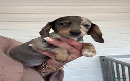 Miniature Dachshund dogs for sale: Mini Dachshund puppies for sale  - Image 17