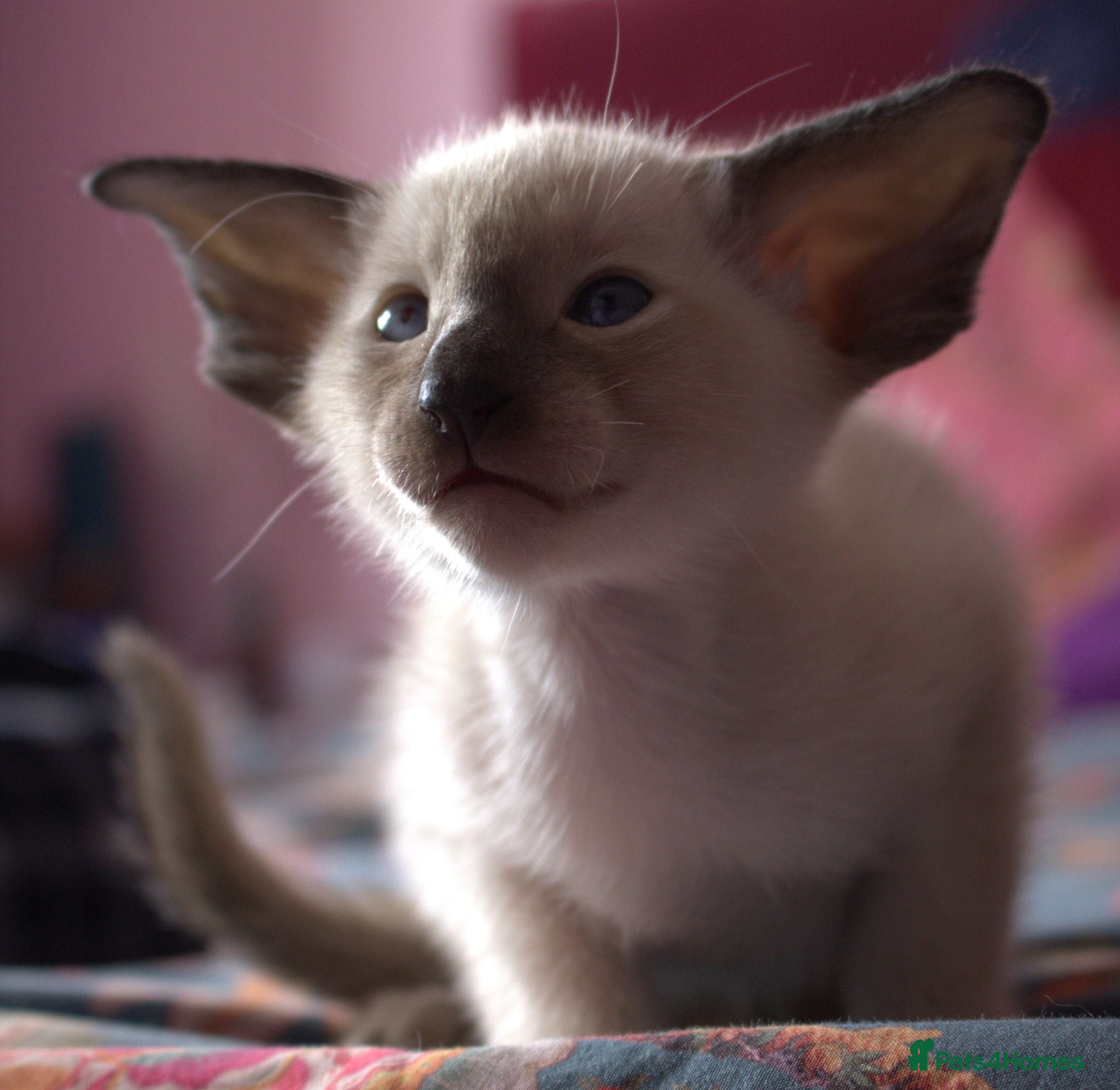 Siamese cats Seal Point Siamese Boy - Advert 2