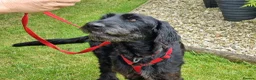 Mixed Breed dogs for adoption: 🐾❤️ HELGA FOR ADOPTION IN CORNWALL OR DEVON ❤️🐾 - Advert 13
