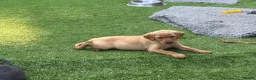 Labrador Retriever dogs for sale: Gorgeous Back & Yellow Pedigree Labradors  - Advert 5