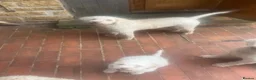 Lagotto Romagnolo dogs for sale: 9 week old bitch puppy  - Advert 3