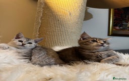 Maine Coon cats for sale: Beautiful Maine coon Mixed Kittens  🏡 - Image 6