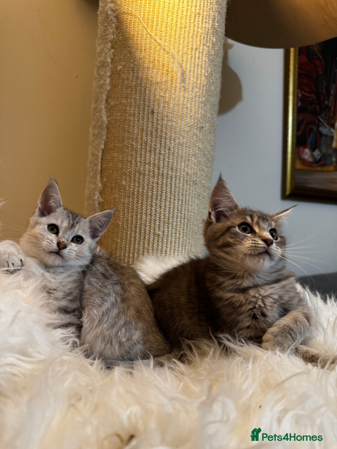 Maine Coon cats for sale: Beautiful Maine coon Mixed Kittens  🏡 - Image 6