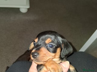 Miniature Dachshund dogs - Advert 11