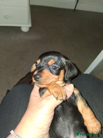 Miniature Dachshund dogs - Advert 8