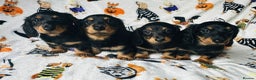 Miniature Dachshund dogs for sale: Ready NOW Stunning KC long haired mini dachshund  - Advert 8