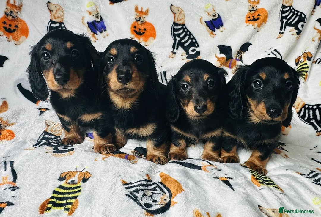 Miniature Dachshund dogs for sale: Ready NOW Stunning KC long haired mini dachshund  - Advert 8