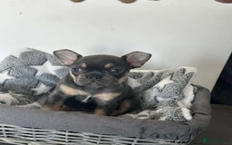 French Bulldog dogs for sale: adorable litter of french bulldogs - Image 11