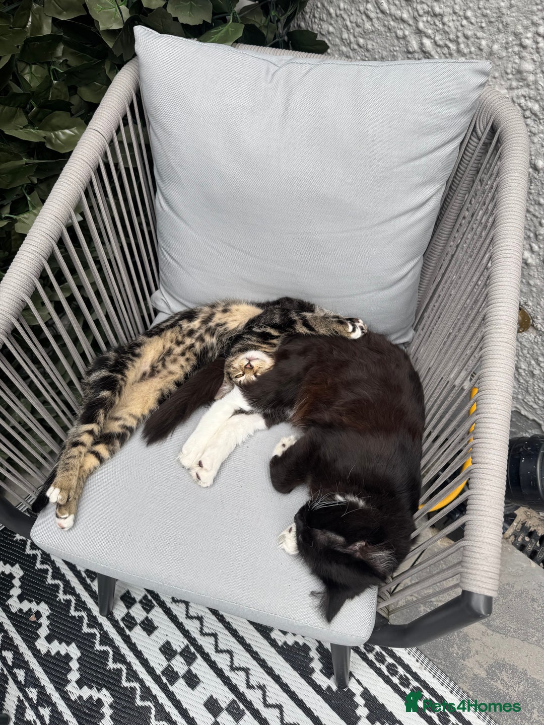 Maine Coon cats for sale: Two kittens one main cone cross and bsh cross  - Image 4