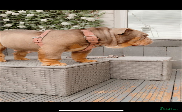 English Bulldog dogs - Advert 1