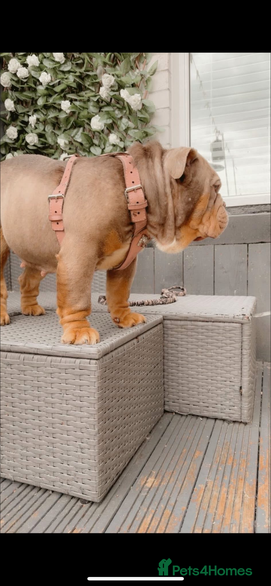 English Bulldog dogs for sale: English bulldog lilac and tan female adult  - Image 1