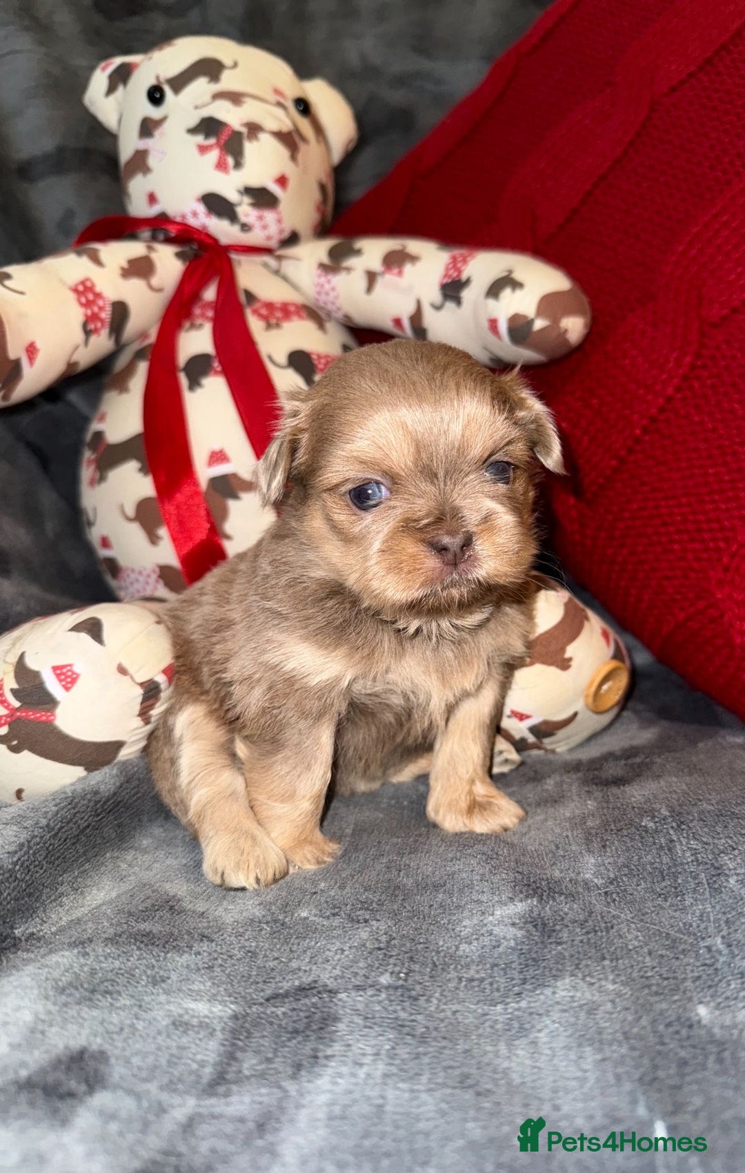 Shih Tzu dogs for sale: 🧡💜Stunning KC Registered Shih Tzu Puppies🧡💜 - Advert 9