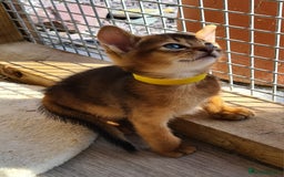 Abyssinian cats for sale: 5 abysinnian pedigree tica registered  - Image 11