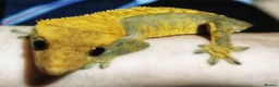 Gecko reptiles for sale: Crested Gecko and Full Set Up in Chepstow - Advert 5