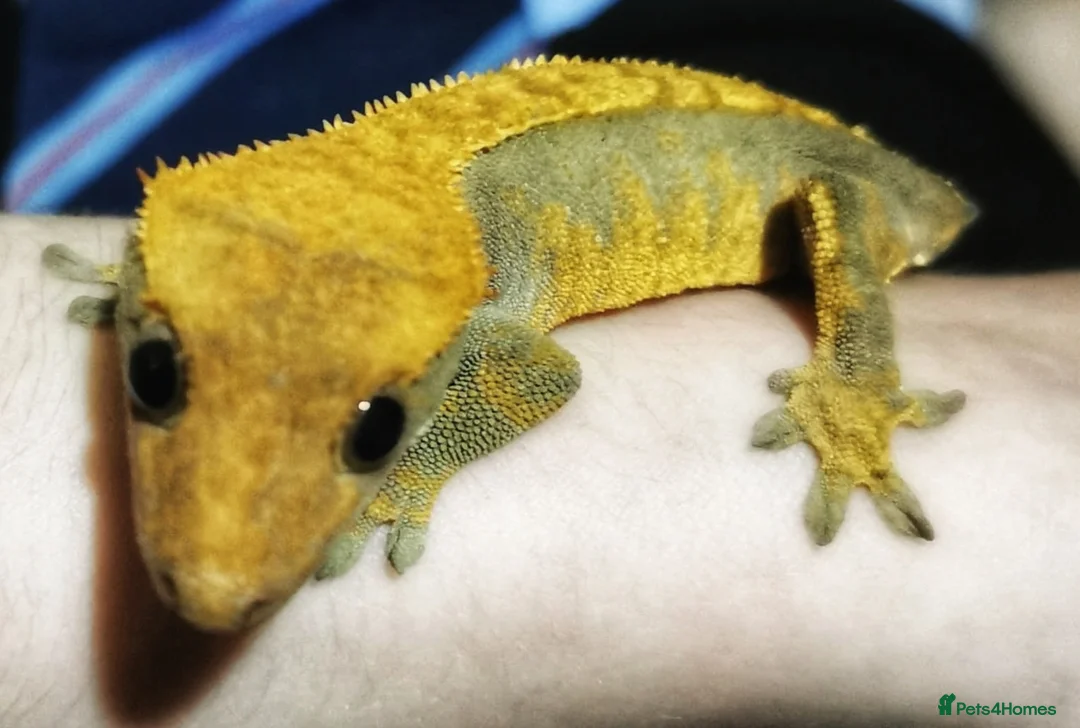Gecko reptiles for sale: Crested Gecko and Full Set Up in Chepstow - Advert 5