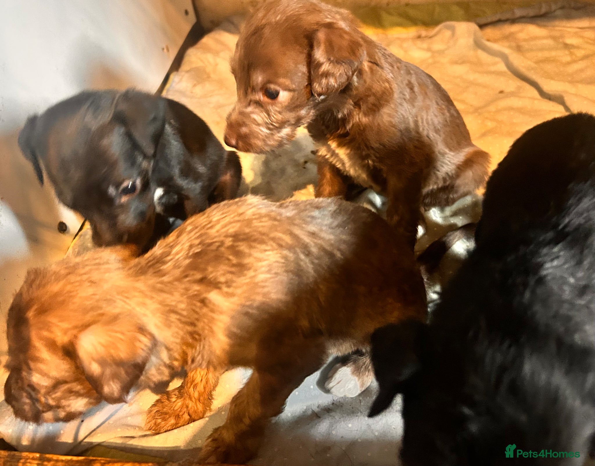 Mixed Breed dogs for sale: 11 gorgeous bedlington whippet pups  - Advert 6