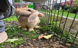 English Lop rabbits for sale: Flopsy English Lop, hutch and toys! - Image 6