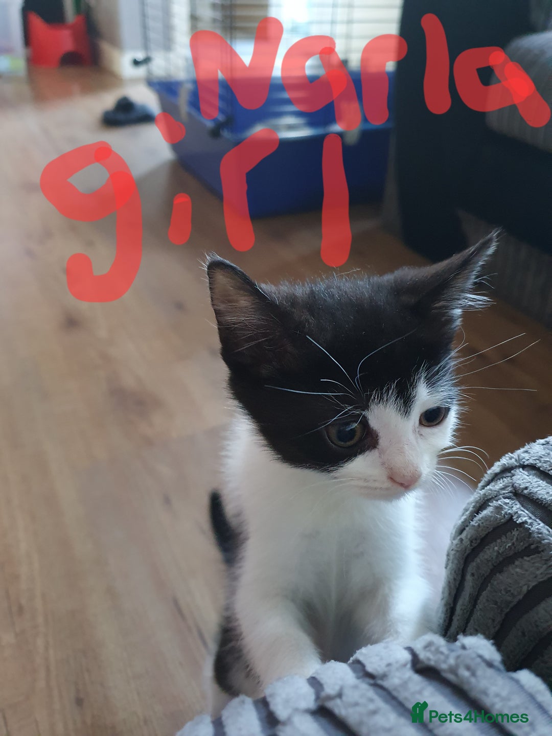 Mixed Breed cats for sale: Kittens  - Image 5