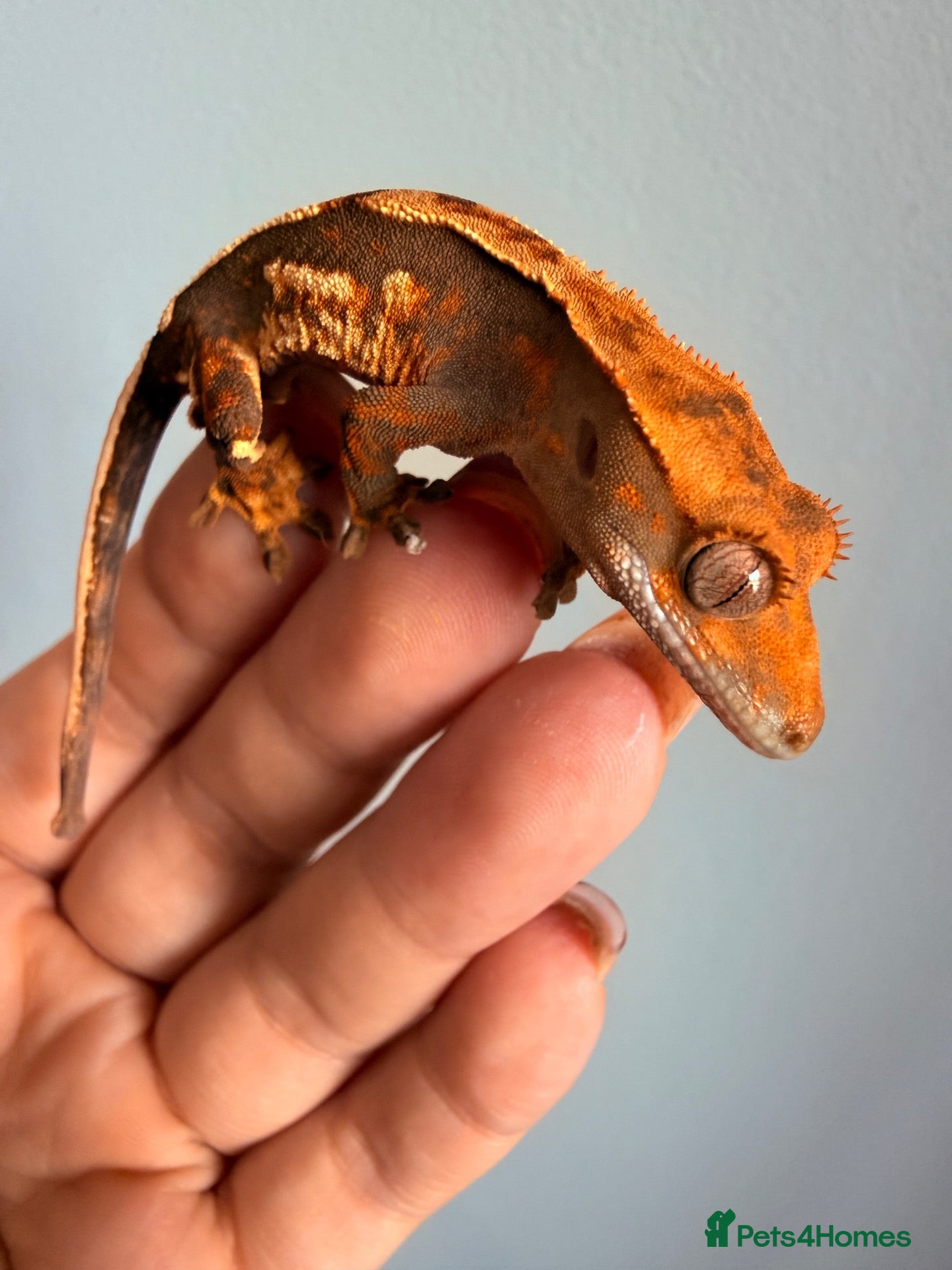 Gecko reptiles Baby crested gecko’s  - Advert 1