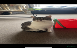 Mixed Breed cats for sale: 2 male ginger and white tabby female for adoption - Image 6