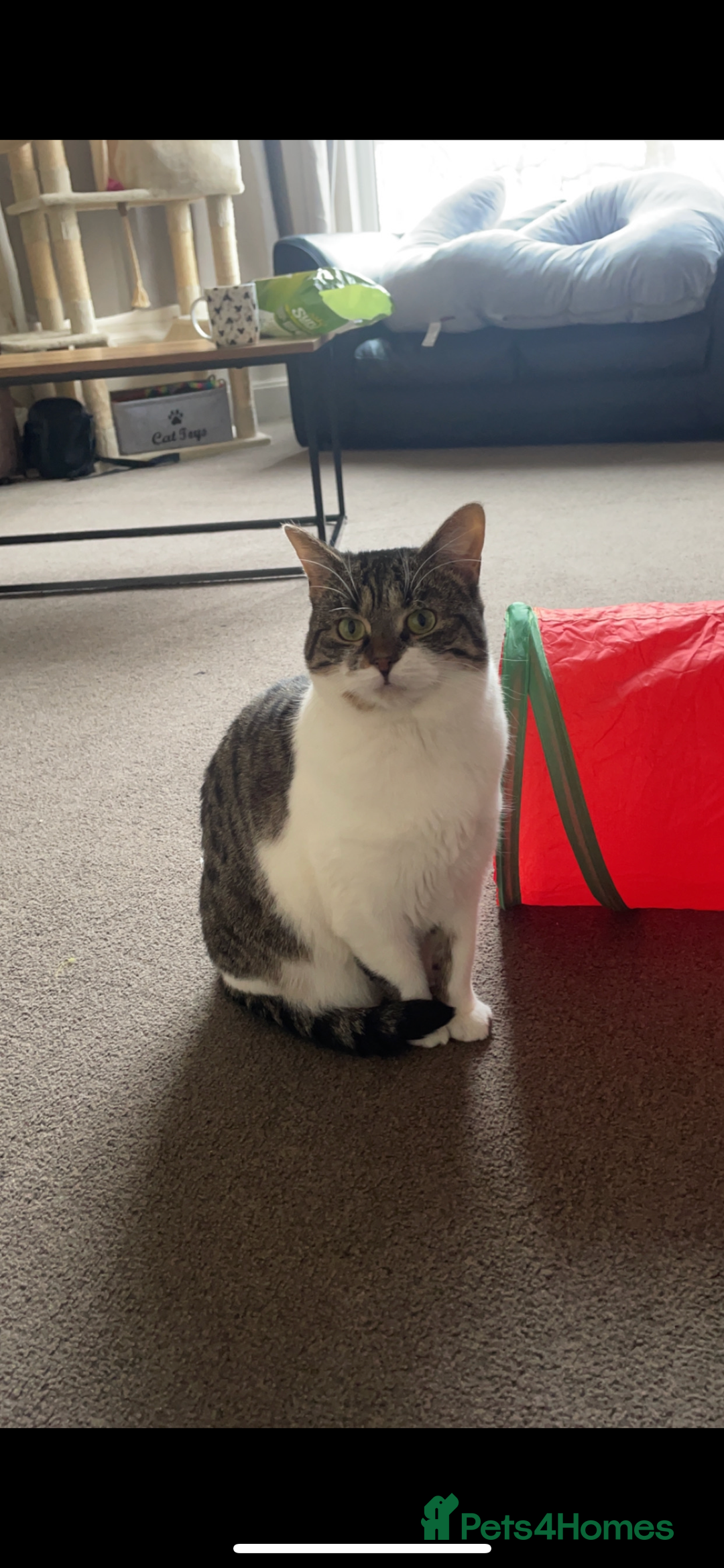 Mixed Breed cats for sale: 2 male ginger and white tabby female for adoption - Image 6