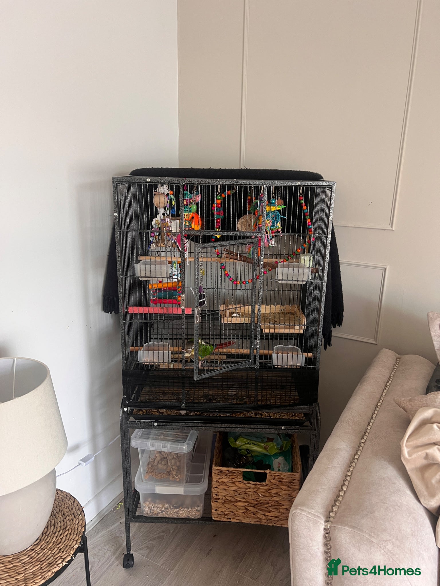 Conures birds X2 conures for sale - Advert 1