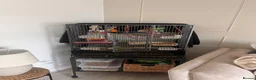 Conures birds for sale: X2 conures for sale - Advert 1