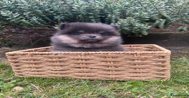 Pomeranian dogs - Advert 1