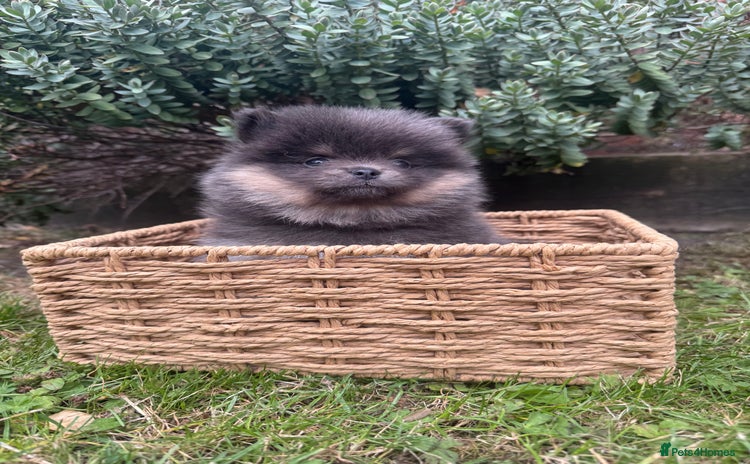 Pomeranian dogs - Advert 1