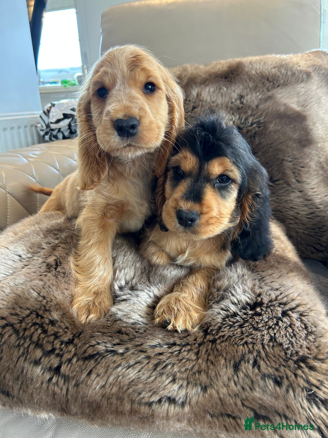Cocker Spaniel dogs for sale: Reduced last 2 ‼️ £950 Kc reg show cocker puppies  - Image 19
