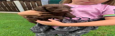Cockapoo 1