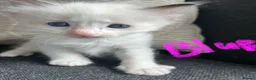 Ragdoll cats for sale: GCCF mom’s pure ragdoll kittens sale in London  - Advert 12