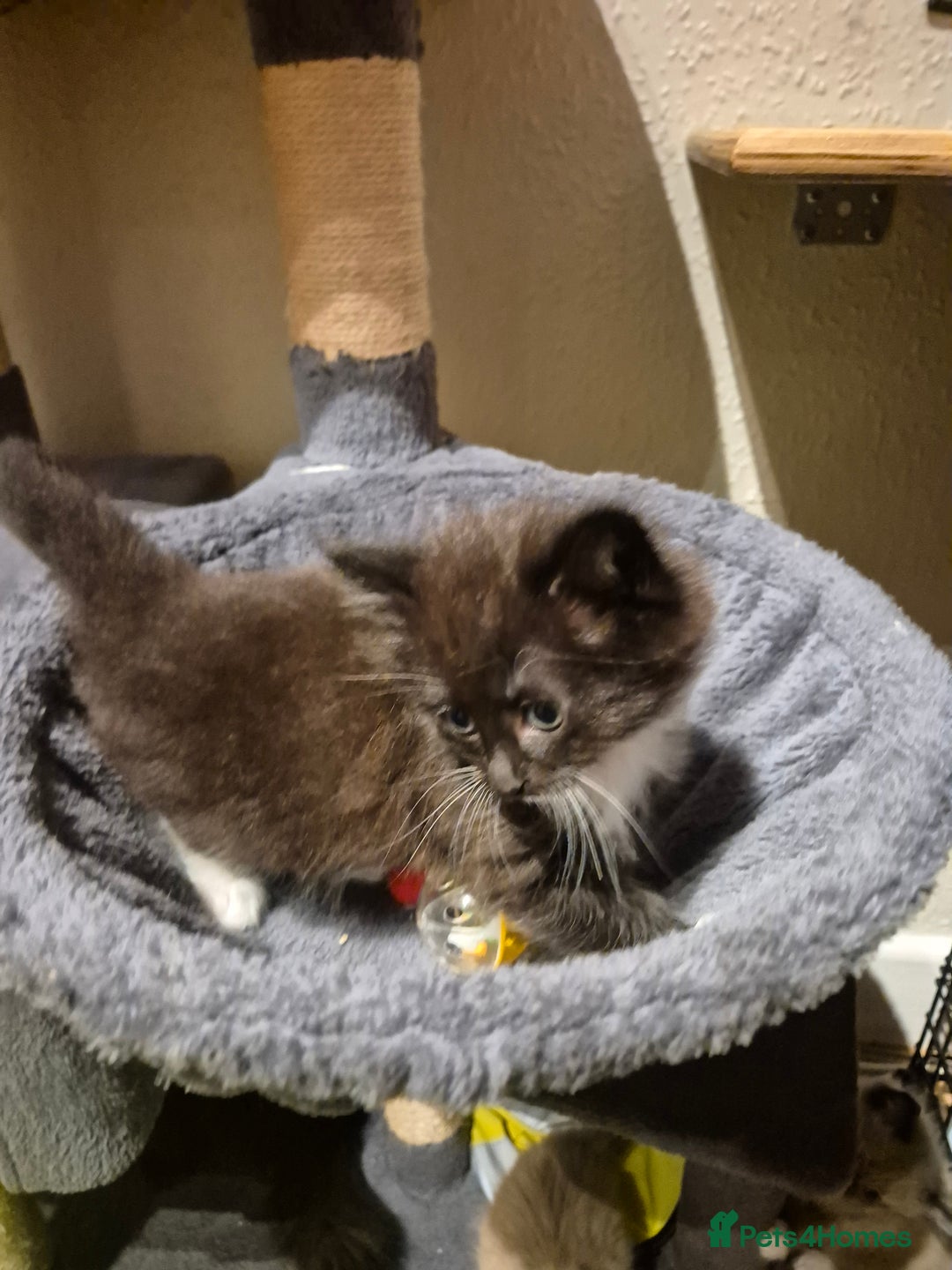 Mixed Breed cats for sale: Half Ragdoll kittens  - Advert 20